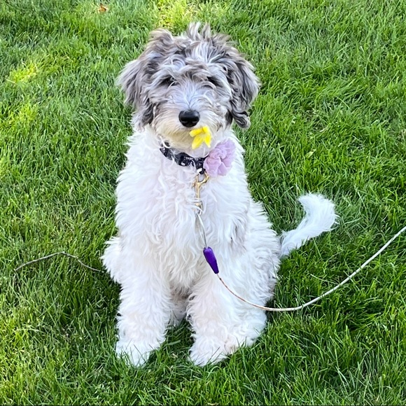 Meet your Posher, Maggie - Picture 2 of 5